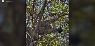 Mountain lion captured by wildlife officials after getting scared up tree by dog in Tustin