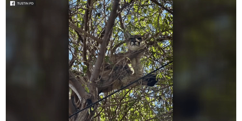 Mountain lion captured by wildlife officials after getting scared up tree by dog in Tustin