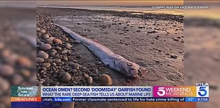 Ocean omen returns: second oarfish found in San Diego