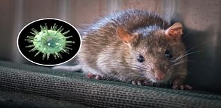 Exotic Virus Discovered in Florida Rodent with Human 'Spillover' Risk