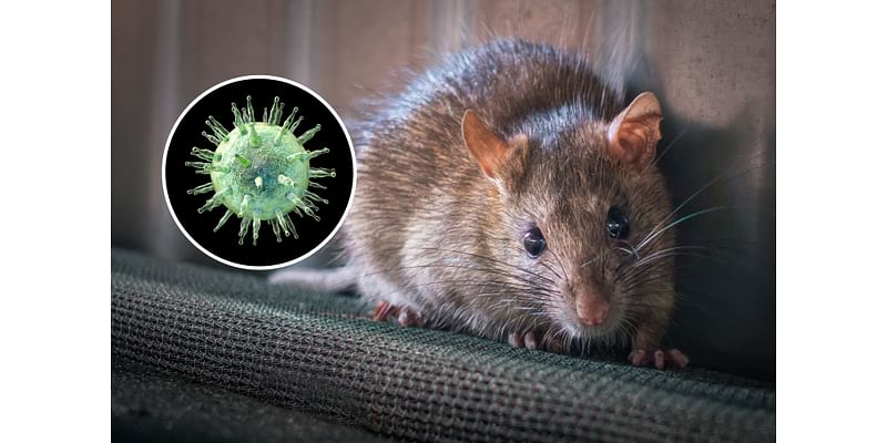 Exotic Virus Discovered in Florida Rodent with Human 'Spillover' Risk