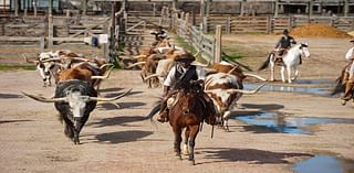 City Council Approves Fort Worth Herd Facility Upgrades