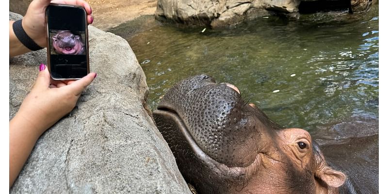 'Dream team!' | Cincinnati Zoo says Fiona the hippo is a Moo Deng fan