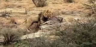 Astounding moment Azi the lion became first born in captivity in Britain to kill in the wild despite experts dismissing it as impossible - as amazing photos capture the hunt