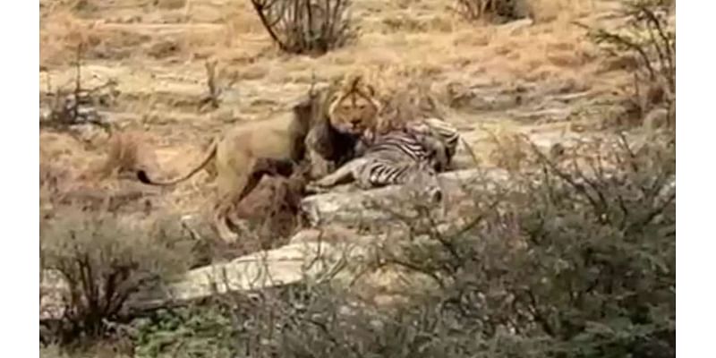 Astounding moment Azi the lion became first born in captivity in Britain to kill in the wild despite experts dismissing it as impossible - as amazing photos capture the hunt