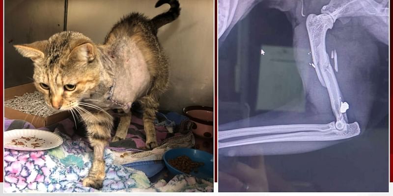 FWACC seeking information about two cats rescued after being shot by pellets