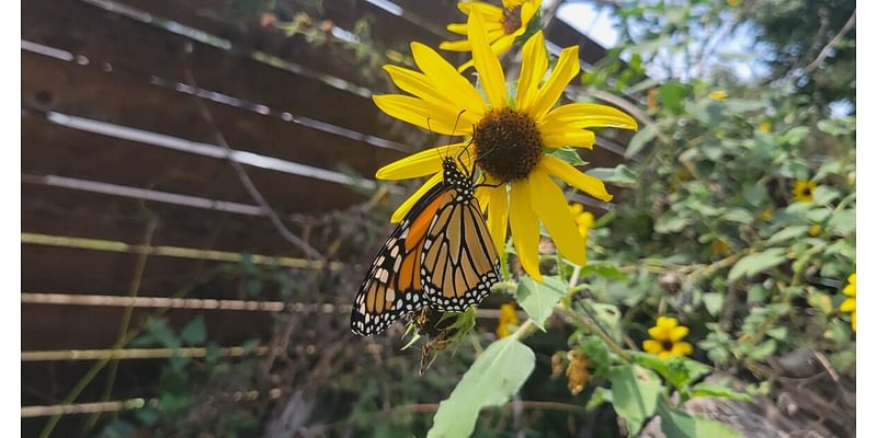 This fall's monarch butterfly migration through Texas doesn't look promising