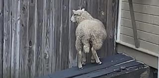 Leo the runaway sheep leads Pittsburgh-area fire department on six-block chase