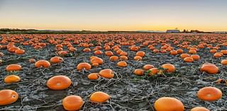 Where To Pick Pumpkins Around Ardmore, Merion, Wynnewood This Fall