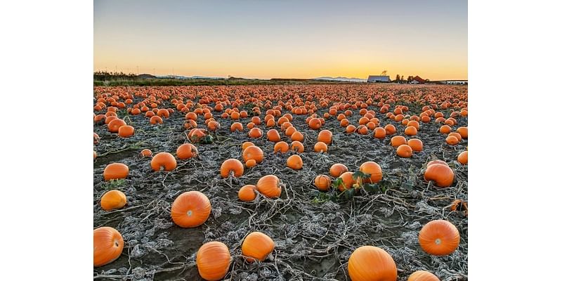 Where To Pick Pumpkins Around Ardmore, Merion, Wynnewood This Fall