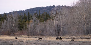 SNAPPED: Grizzly 1063 and her three cubs