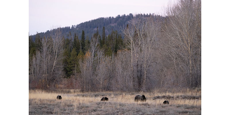 SNAPPED: Grizzly 1063 and her three cubs