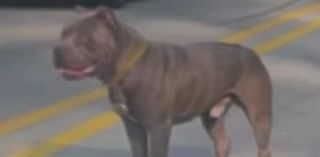 Loose dog reported to have killed pets in Liberty Borough found and taken by animal control