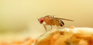 Horrified woman is plagued by infestation of fruit flies in her home - here is how to get rid of them