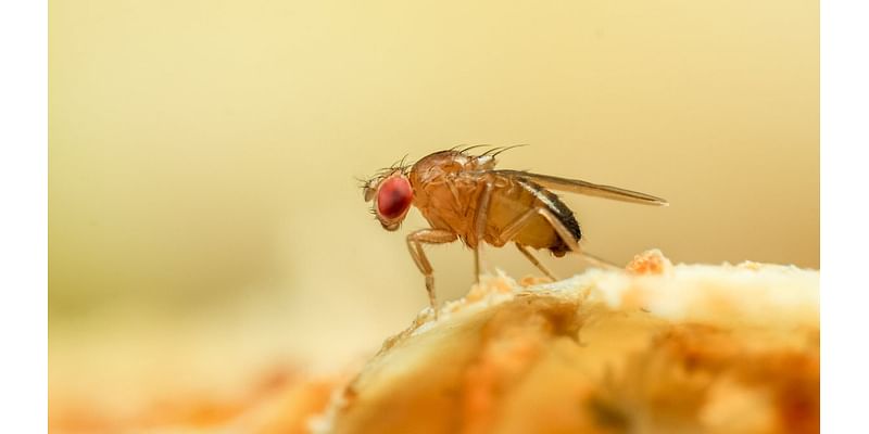 Horrified woman is plagued by infestation of fruit flies in her home - here is how to get rid of them