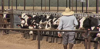 First human case of Bird Flu in Fresno County confirmed, health officials say