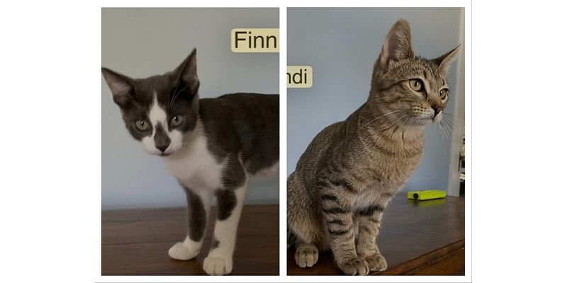 'Amazing' Finn And Sandi: Northport Adoptable Pets Of The Week