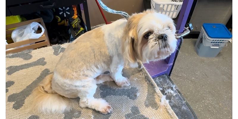 Temple pet groomers face 2nd flooding disaster in 4 months