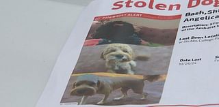 South Fulton dog owners want to identify, catch the men who stole their dogs