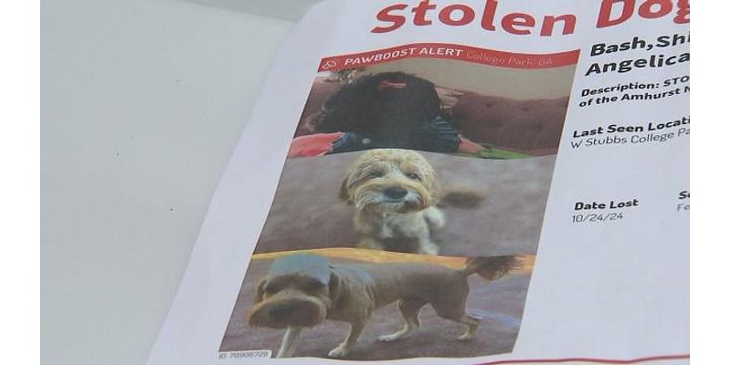 South Fulton dog owners want to identify, catch the men who stole their dogs