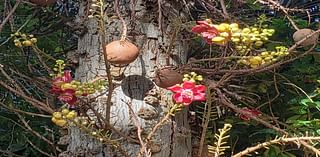 ‘We love these gardens; it’s how we connect with nature’: Hawaiʻi hikes