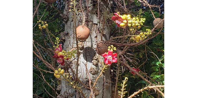 ‘We love these gardens; it’s how we connect with nature’: Hawaiʻi hikes