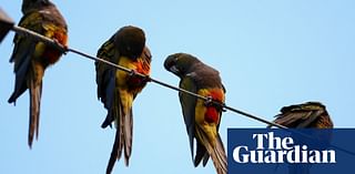 Argentinian town battles bird invasion as parrots outnumber people