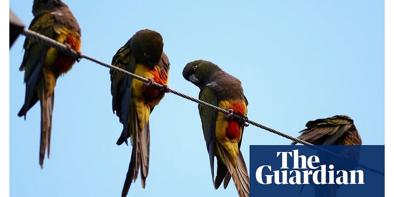 Argentinian town battles bird invasion as parrots outnumber people