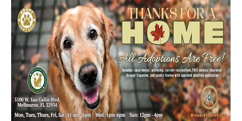 FREE PET ADOPTIONS: Brevard County Animal Services Offering Free Adoptions For the Month of November