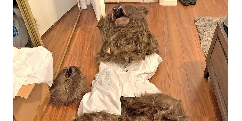 Bear costume used in elaborate car insurance fraud scheme