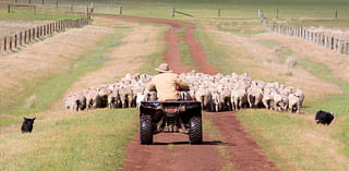 Wyoming Sheep Industry Cheers As Denver Voters Kill Slaughterhouse Ban