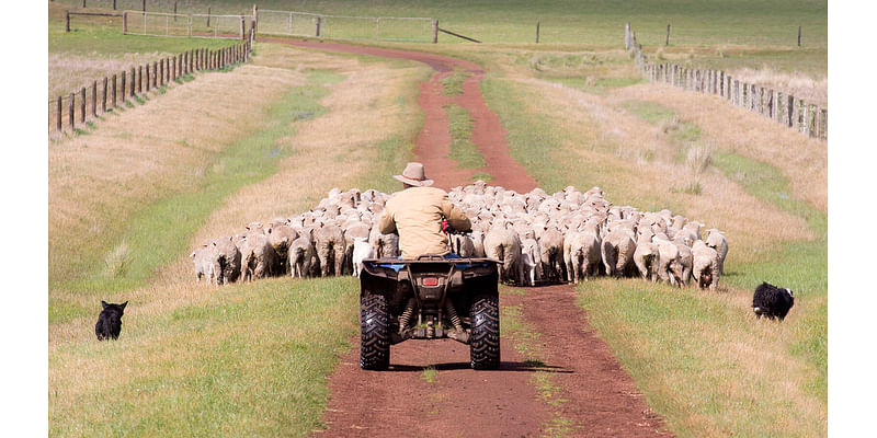 Wyoming Sheep Industry Cheers As Denver Voters Kill Slaughterhouse Ban