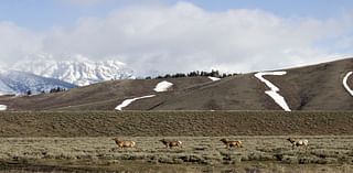 Elk Refuge responds to new chronic wasting disease cases in Wyo.