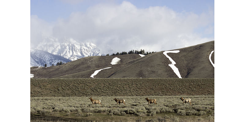 Elk Refuge responds to new chronic wasting disease cases in Wyo.