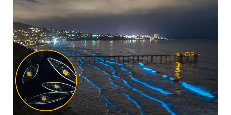 Watch bioluminescent algal blooms trigger electric-blue waves off San Diego coast in stunning new footage