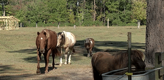 Horse Ranch in Bath holds meeting to spread knowledge of horse-assisted healing