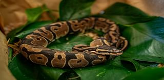 Can pythons cure heart disease?