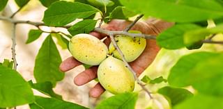 Pickin’ up pawpaws: Meet the midwestern 'tropical' fruit that thrives in southeast Nebraska