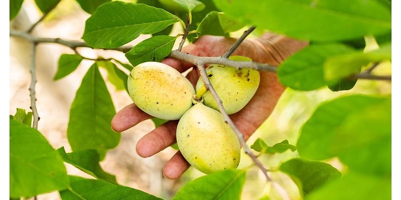 Pickin’ up pawpaws: Meet the midwestern 'tropical' fruit that thrives in southeast Nebraska