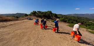 Nurturing the baby oak trees • The Malibu Times