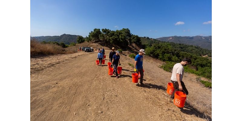 Nurturing the baby oak trees • The Malibu Times