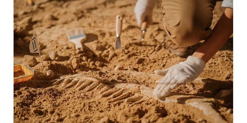 Millions Of Ancient Marine Fossils Unearthed Amid High School Construction