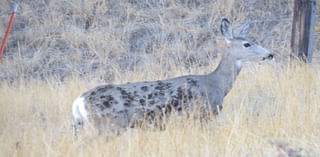 Spry Wyoming Doe Has Burn Marks To Prove She Outran Huge Elk Fire