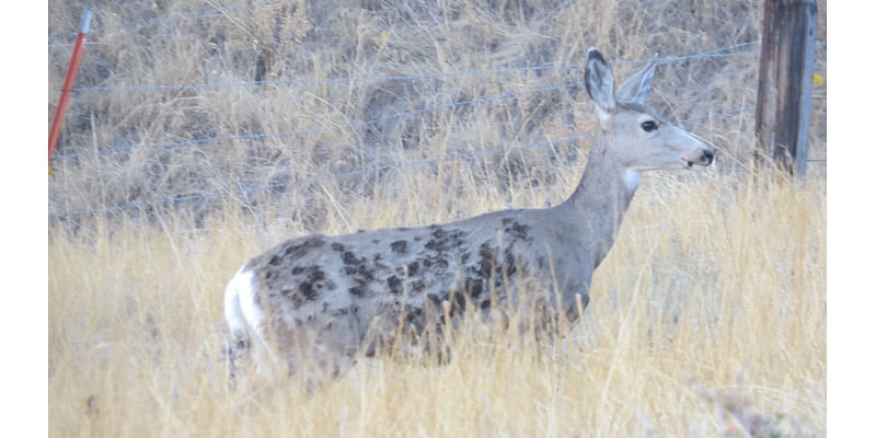 Spry Wyoming Doe Has Burn Marks To Prove She Outran Huge Elk Fire