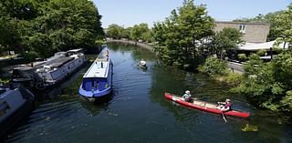 ‘Dozens’ of swans found dead in London canal with Defra investigation launched