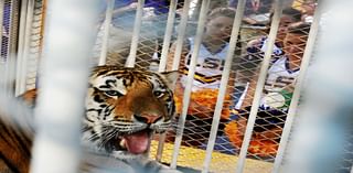 LSU Has Acquired a Live Tiger for Saturday's Game Against Alabama From a Guy Who Has Only Had Tigers Escape From Him Twice