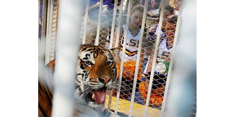 LSU Has Acquired a Live Tiger for Saturday's Game Against Alabama From a Guy Who Has Only Had Tigers Escape From Him Twice