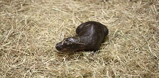 Endangered pygmy hippo born in Scottish zoo