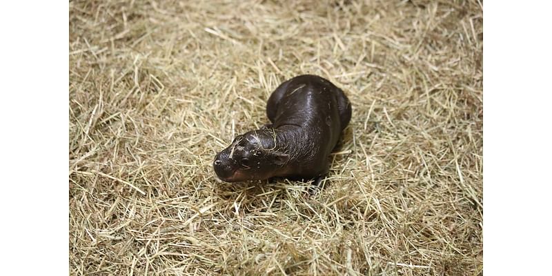 Endangered pygmy hippo born in Scottish zoo