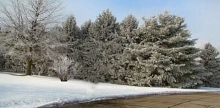 YARD AND GARDEN: Help your outdoor plants survive winter's chill